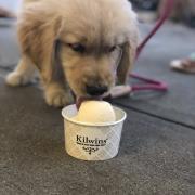 Picture of a dog and a dish of ice cream