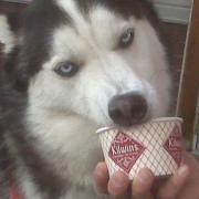 Dogs like ice cream too
